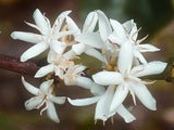 coffee-blossom-flower-image