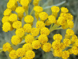 immortelle-flower-image